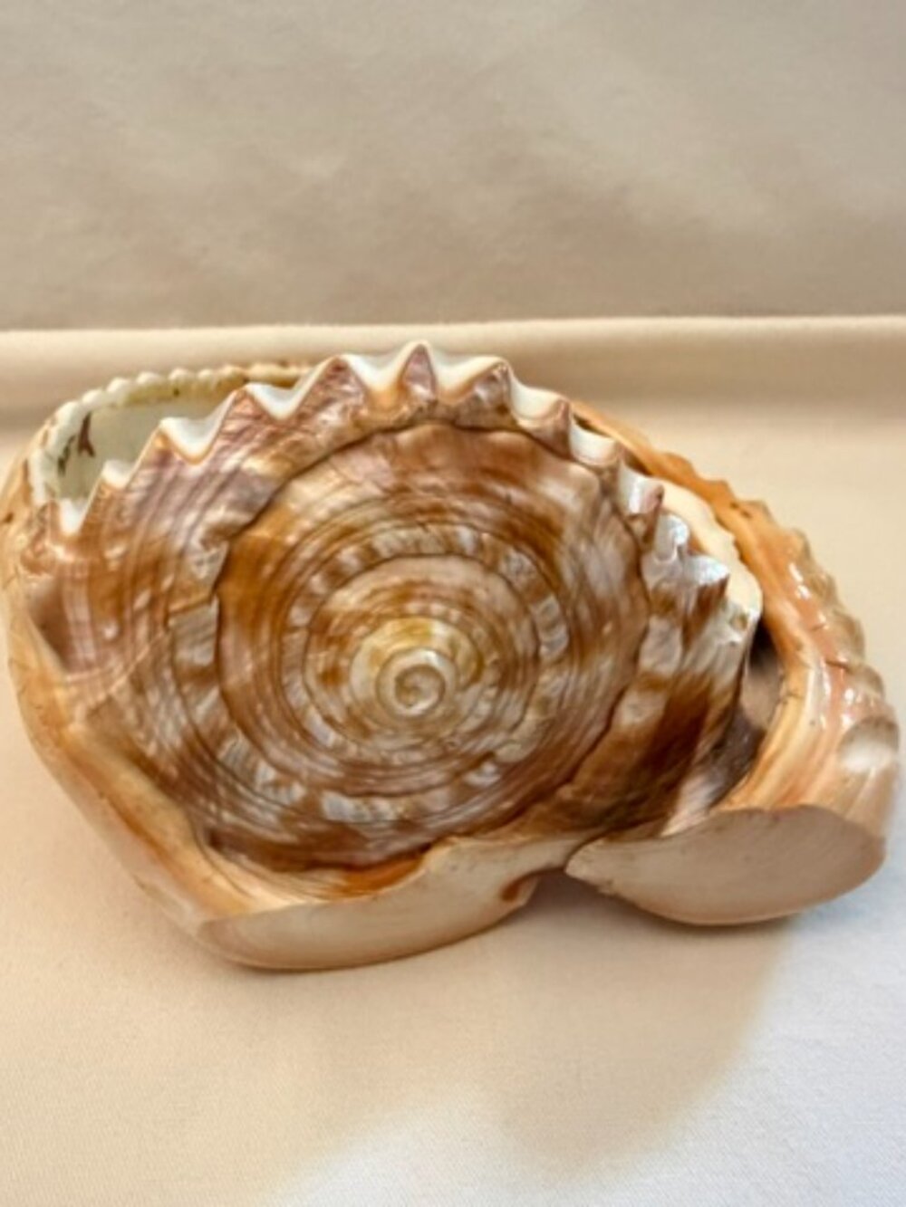 Vintage Seashell Art - Picture 6 of 7